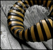 Vipera
